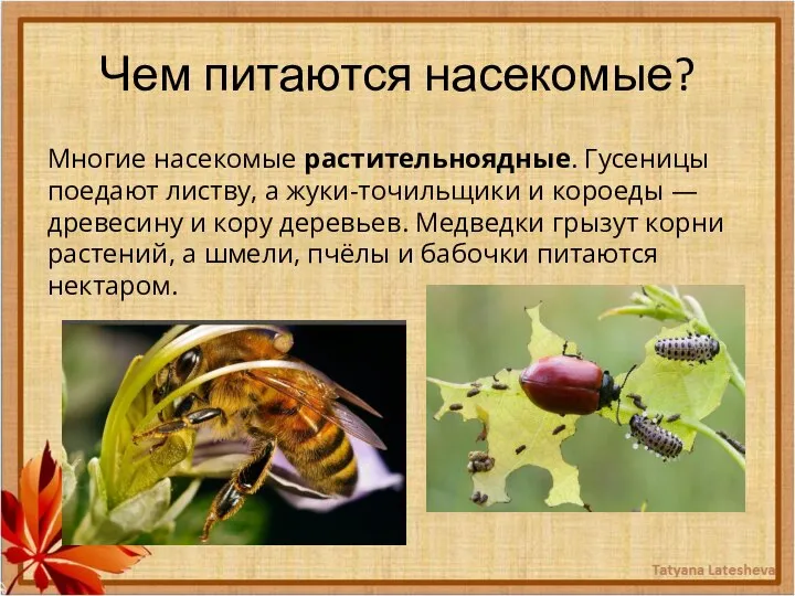 Чем питаются насекомые? Многие насекомые растительноядные. Гусеницы поедают листву, а жуки-точильщики
