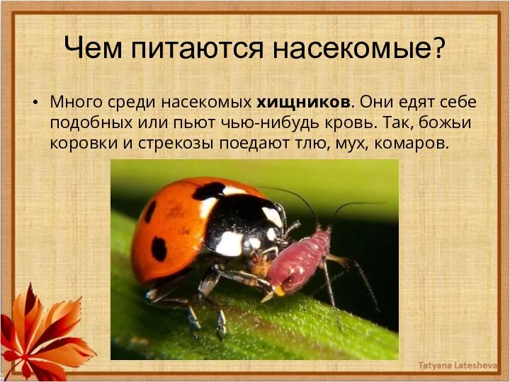 Чем питаются насекомые? Много среди насекомых хищников. Они едят себе подобных