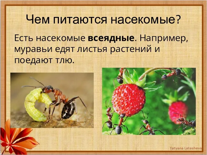 Чем питаются насекомые? Есть насекомые всеядные. Например, муравьи едят листья растений и поедают тлю.