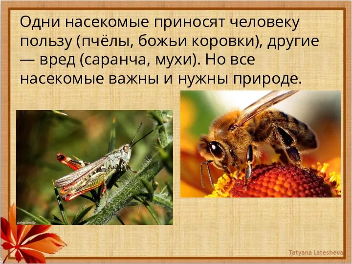 Одни насекомые приносят человеку пользу (пчёлы, божьи коровки), другие — вред