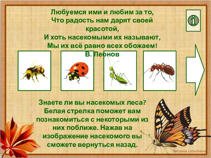 Знаете ли вы насекомых леса? Белая стрелка поможет вам познакомиться с