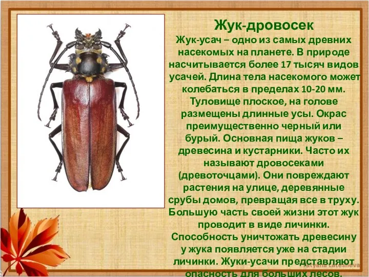 Жук-дровосек Жук-усач – одно из самых древних насекомых на планете. В