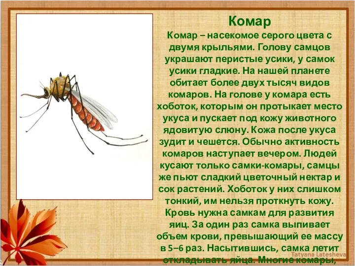 Комар Комар – насекомое серого цвета с двумя крыльями. Голову самцов
