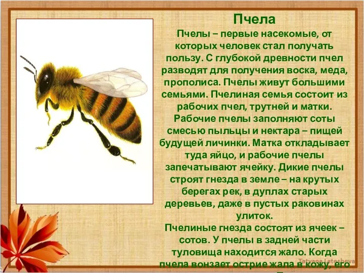 Пчела Пчелы – первые насекомые, от которых человек стал получать пользу.
