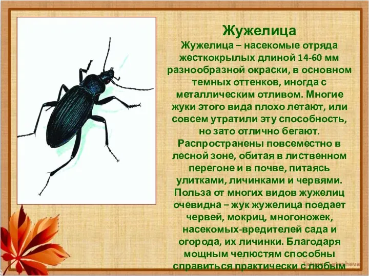 Жужелица Жужелица – насекомые отряда жесткокрылых длиной 14-60 мм разнообразной окраски,