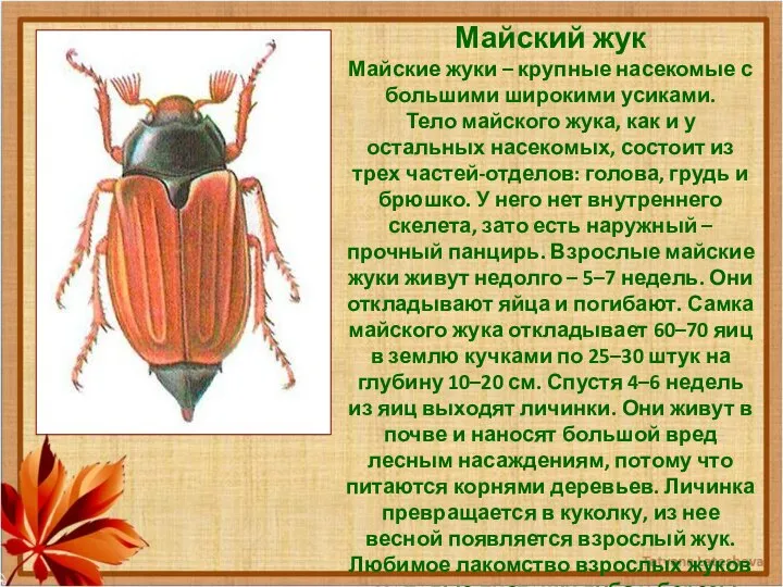 Майский жук Майские жуки – крупные насекомые с большими широкими усиками.