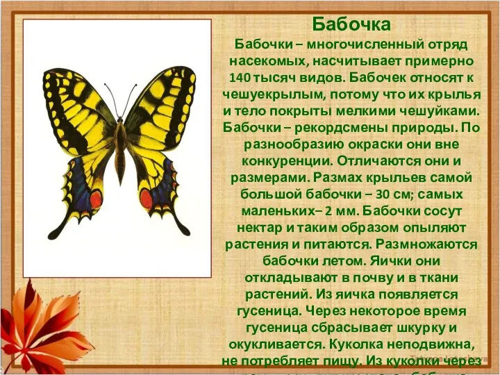 Бабочка Бабочки – многочисленный отряд насекомых, насчитывает примерно 140 тысяч видов.