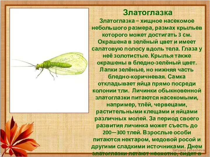 Златоглазка Златоглазка – хищное насекомое небольшого размера, размах крыльев которого может