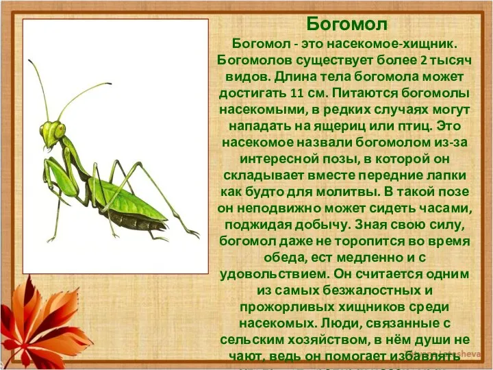 Богомол Богомол - это насекомое-хищник. Богомолов существует более 2 тысяч видов.