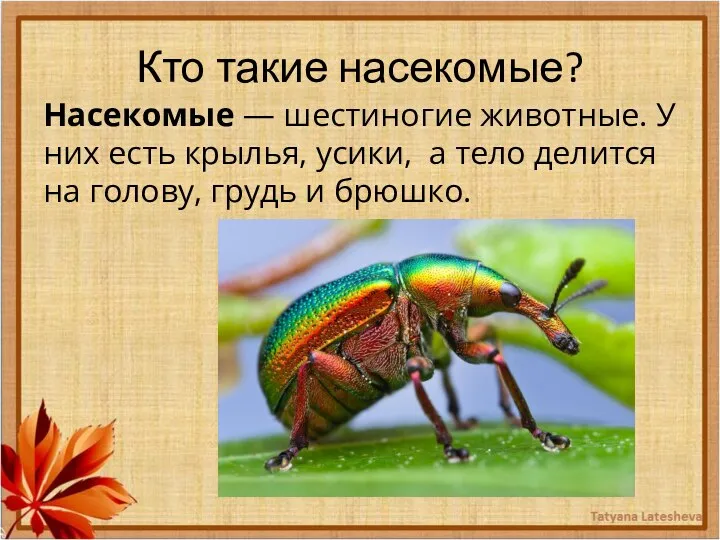 Кто такие насекомые? Насекомые — шестиногие животные. У них есть крылья,