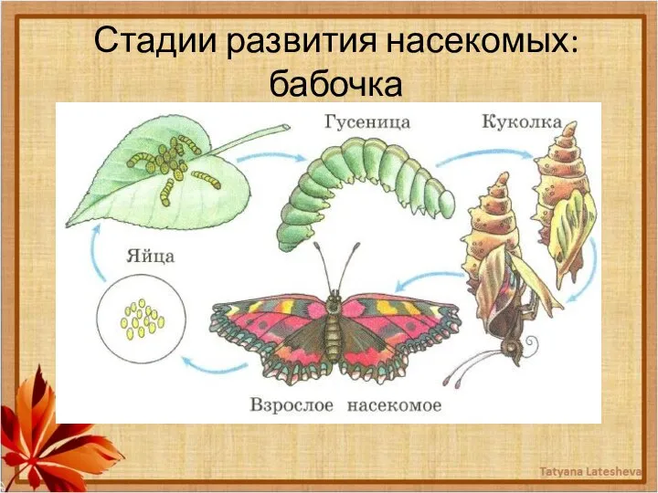 Стадии развития насекомых: бабочка