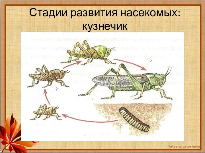 Стадии развития насекомых: кузнечик