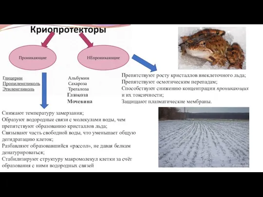 Глюкоза Мочевина Снижают температуру замерзания; Образуют водородные связи с молекулами воды,