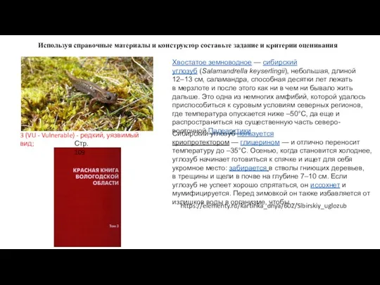 Хвостатое земноводное — сибирский углозуб (Salamandrella keyserlingii), небольшая, длиной 12–13 см,