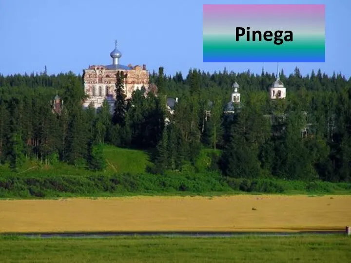 Pinega