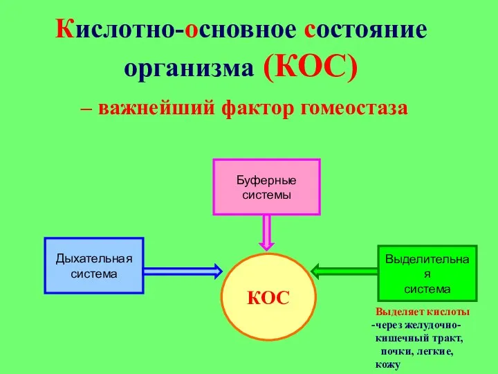 Кислотно-основное состояние организма (КОС) – важнейший фактор гомеостаза КОС Дыхательная система