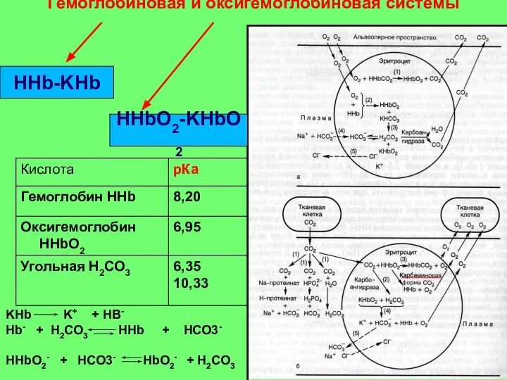 Гемоглобиновая и оксигемоглобиновая системы HHb-KHb HHbO2-KHbO2 KHb K+ + HB- Hb-