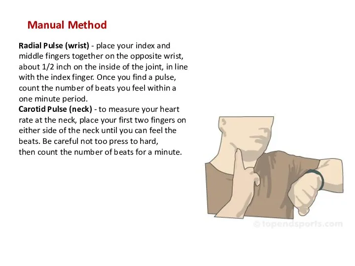 Manual Method Radial Pulse (wrist) - place your index and middle