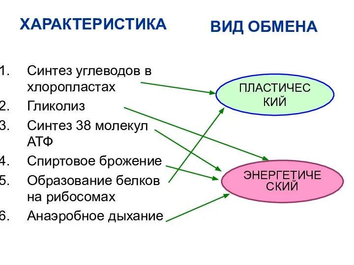 ХАРАКТЕРИСТИКА Синтез углеводов в хлоропластах Гликолиз Синтез 38 молекул АТФ Спиртовое