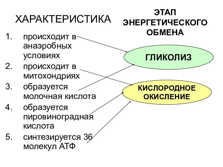 ХАРАКТЕРИСТИКА происходит в анаэробных условиях происходит в митохондриях образуется молочная кислота