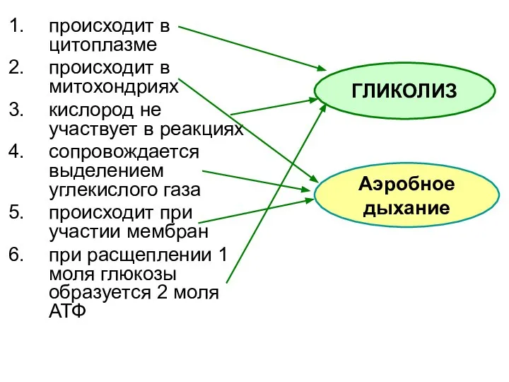 происходит в цитоплазме происходит в митохондриях кислород не участвует в реакциях