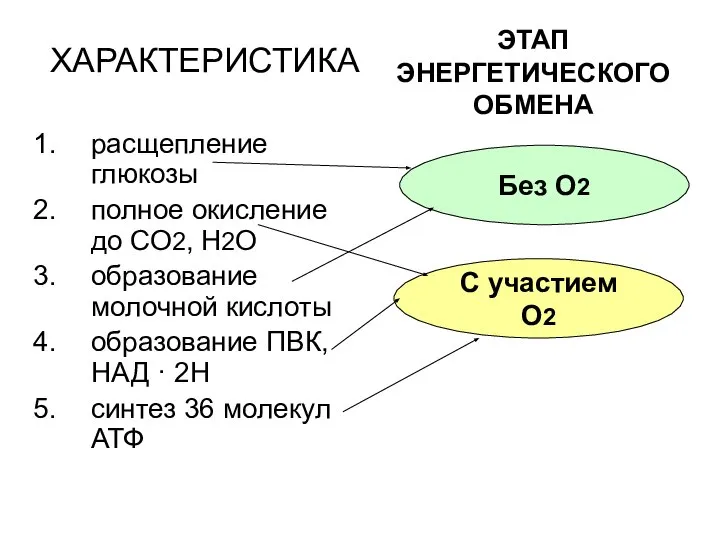 ХАРАКТЕРИСТИКА расщепление глюкозы полное окисление до СО2, Н2О образование молочной кислоты