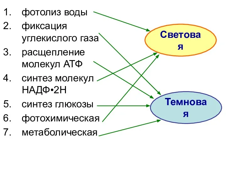 фотолиз воды фиксация углекислого газа расщепление молекул АТФ синтез молекул НАДФ•2Н