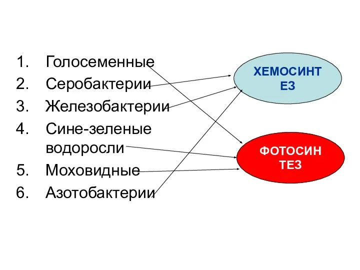 Голосеменные Серобактерии Железобактерии Сине-зеленые водоросли Моховидные Азотобактерии ХЕМОСИНТЕЗ ФОТОСИНТЕЗ