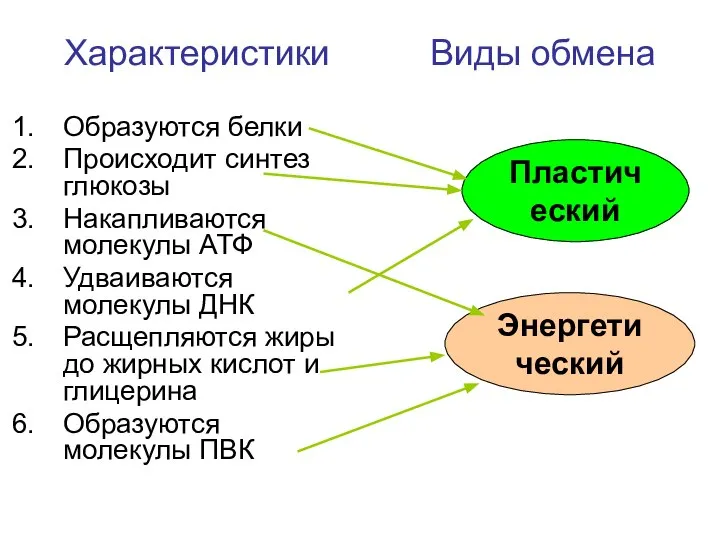 Характеристики Виды обмена Образуются белки Происходит синтез глюкозы Накапливаются молекулы АТФ