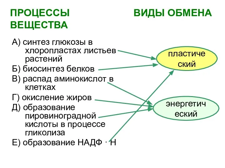 ПРОЦЕССЫ ВИДЫ ОБМЕНА ВЕЩЕСТВА А) синтез глюкозы в хлоропластах листьев растений