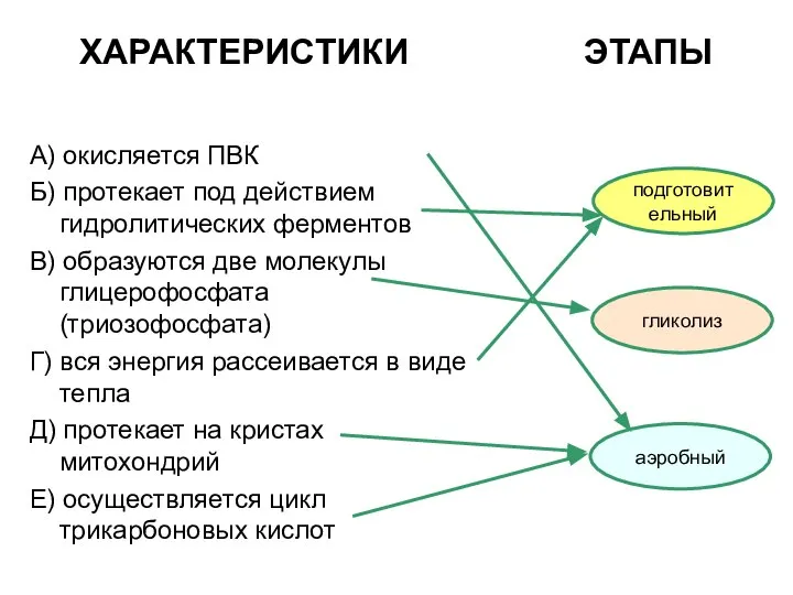 ХАРАКТЕРИСТИКИ ЭТАПЫ А) окисляется ПВК Б) протекает под действием гидролитических ферментов