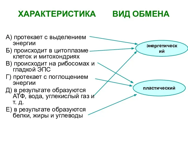 ХАРАКТЕРИСТИКА ВИД ОБМЕНА А) протекает с выделением энергии Б) происходит в