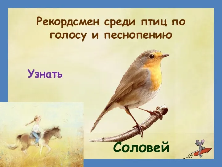 Рекордсмен среди птиц по голосу и песнопению Соловей Узнать