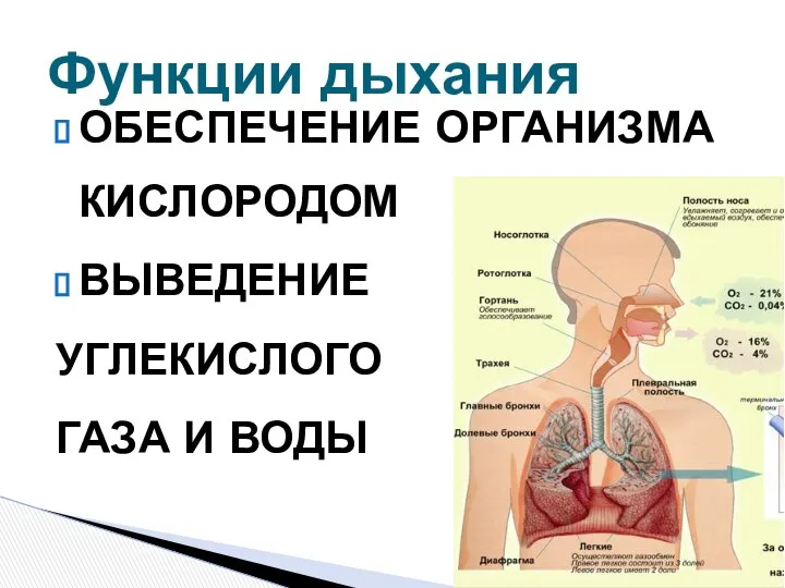 ОБЕСПЕЧЕНИЕ ОРГАНИЗМА КИСЛОРОДОМ ВЫВЕДЕНИЕ УГЛЕКИСЛОГО ГАЗА И ВОДЫ Функции дыхания