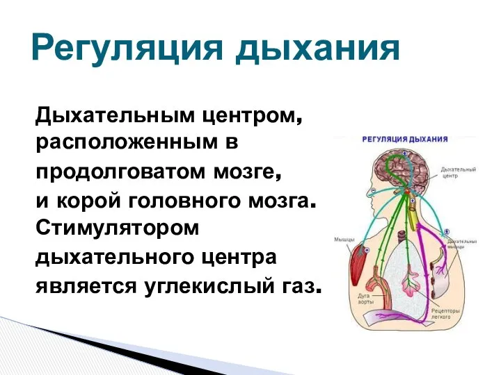 Дыхательным центром, расположенным в продолговатом мозге, и корой головного мозга. Стимулятором