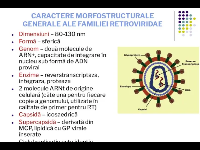 CARACTERE MORFOSTRUCTURALE GENERALE ALE FAMILIEI RETROVIRIDAE Dimensiuni – 80-130 nm Formă