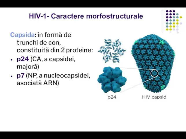 HIV-1- Caractere morfostructurale Capsida: în formă de trunchi de con, constituită