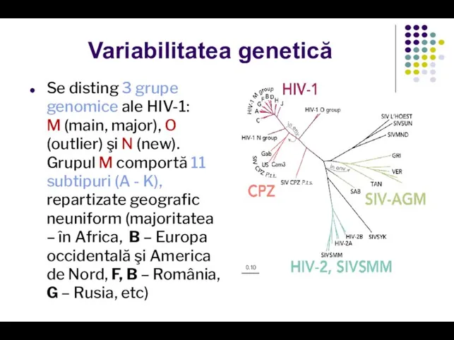 Variabilitatea genetică Se disting 3 grupe genomice ale HIV-1: M (main,