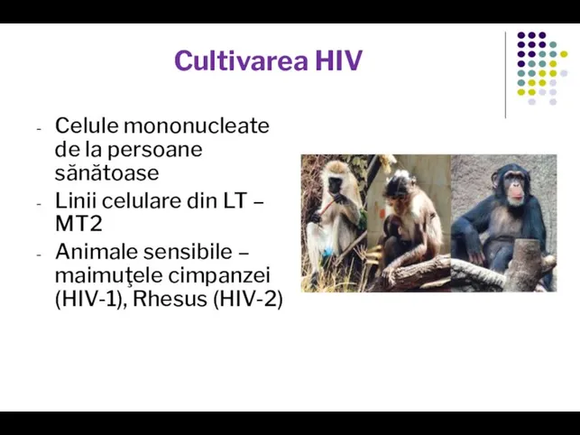 Cultivarea HIV Celule mononucleate de la persoane sănătoase Linii celulare din