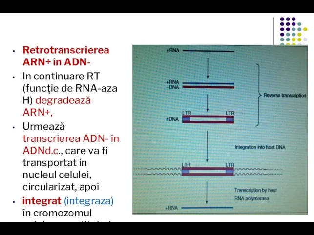 Retrotranscrierea ARN+ în ADN- In continuare RT (funcţie de RNA-aza H)