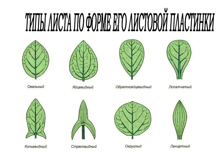 ТИПЫ ЛИСТА ПО ФОРМЕ ЕГО ЛИСТОВОЙ ПЛАСТИНКИ