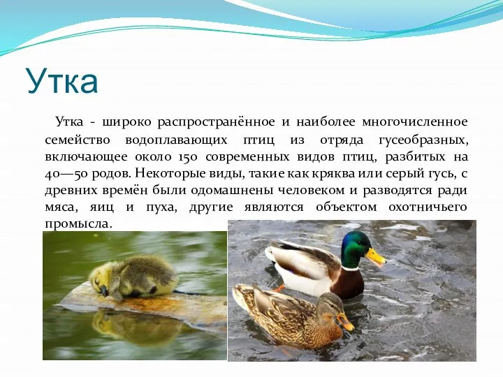 Утка Утка - широко распространённое и наиболее многочисленное семейство водоплавающих птиц