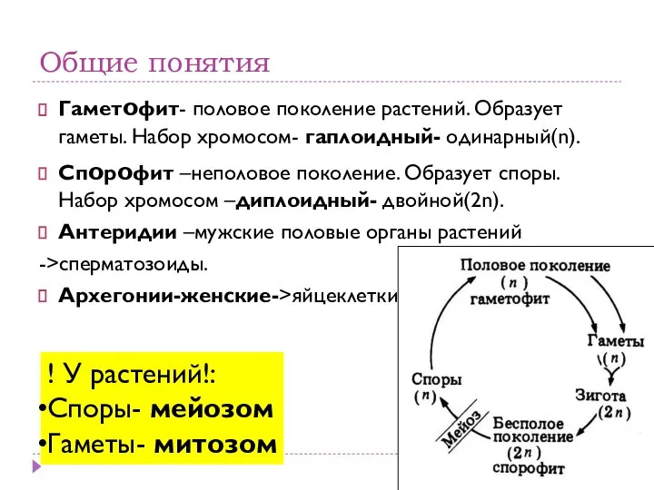 Общие понятия Гаметофит- половое поколение растений. Образует гаметы. Набор хромосом- гаплоидный-