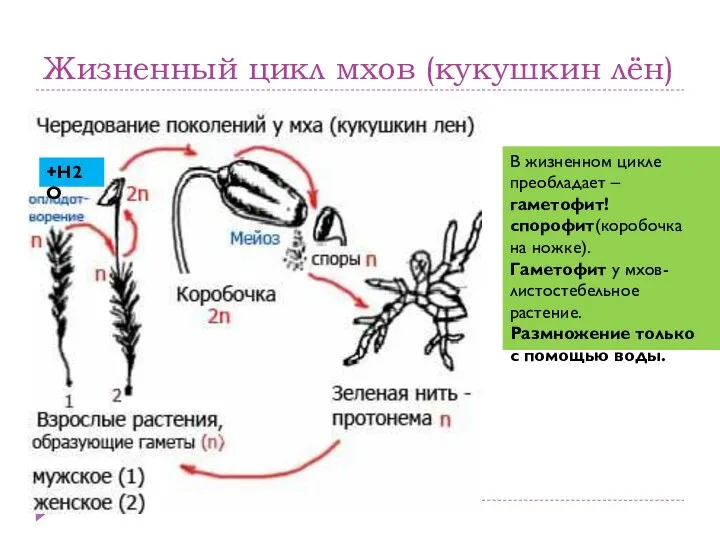 Жизненный цикл мхов (кукушкин лён) В жизненном цикле преобладает –гаметофит! cпорофит(коробочка