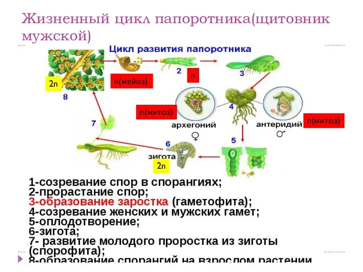 Жизненный цикл папоротника(щитовник мужской) n(мейоз) 2n 2n n n(митоз) n(митоз)