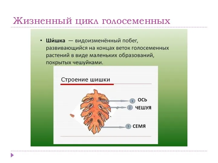 Жизненный цикл голосеменных