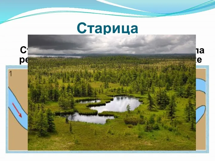 Старица Старицы – это участки бывшего русла реки, изменившего в этом участке свое направление.