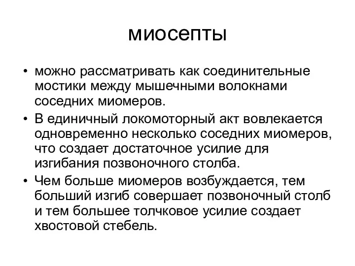 миосепты можно рассматривать как соединительные мостики между мышечными волокнами соседних миомеров.