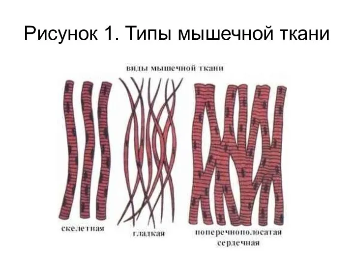 Рисунок 1. Типы мышечной ткани