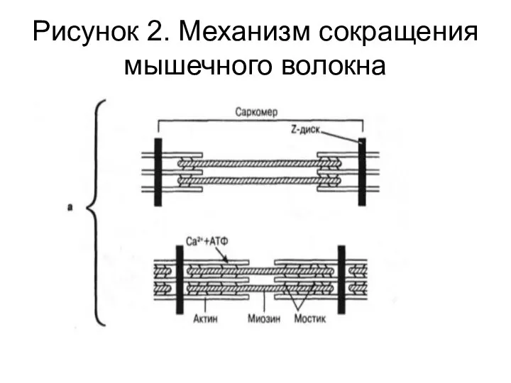 Рисунок 2. Механизм сокращения мышечного волокна